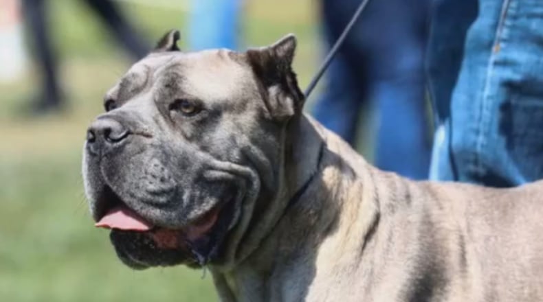 A Washington state man is accused of leading police on a high-speed chase while teaching his dog to drive.