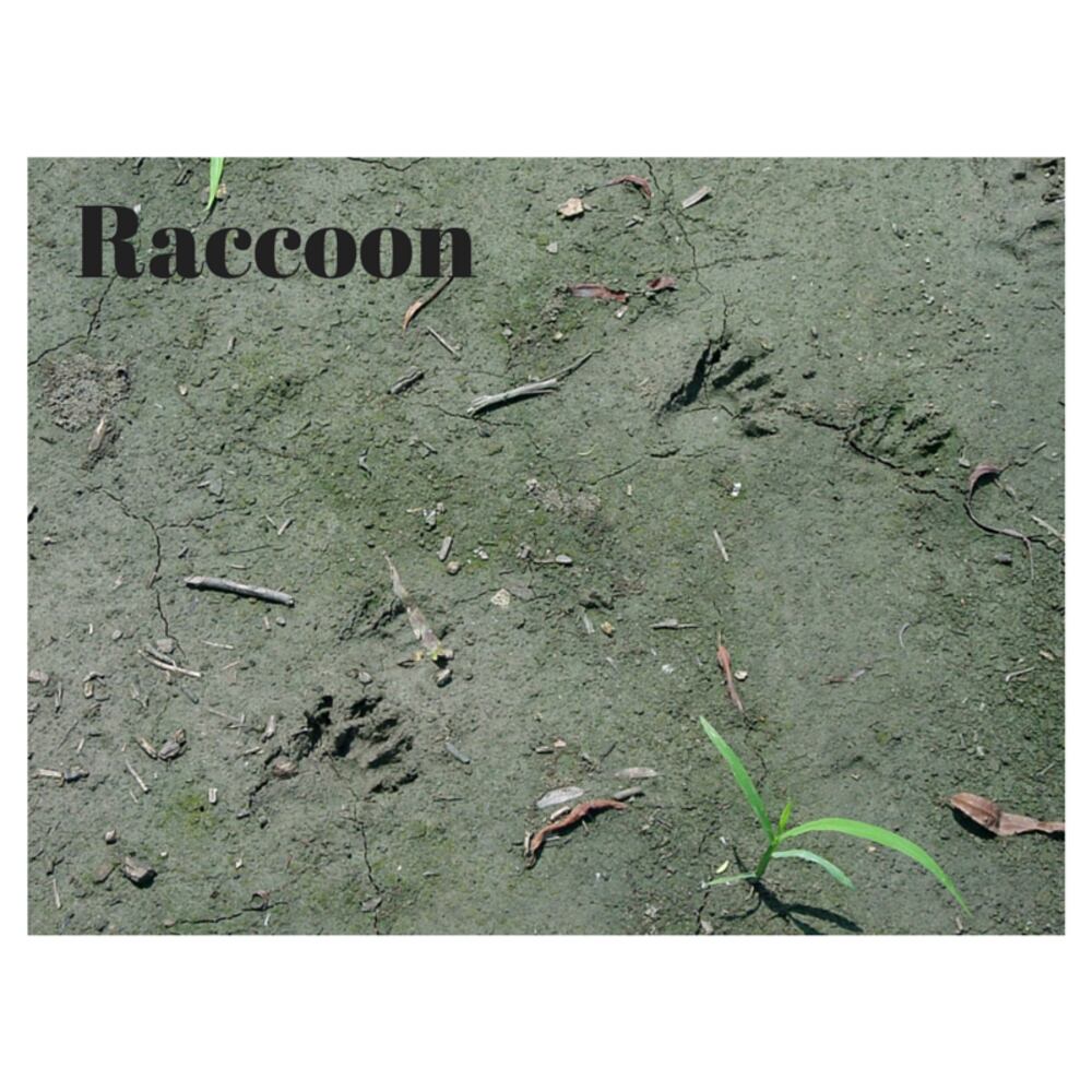 Can you identify these animal tracks?