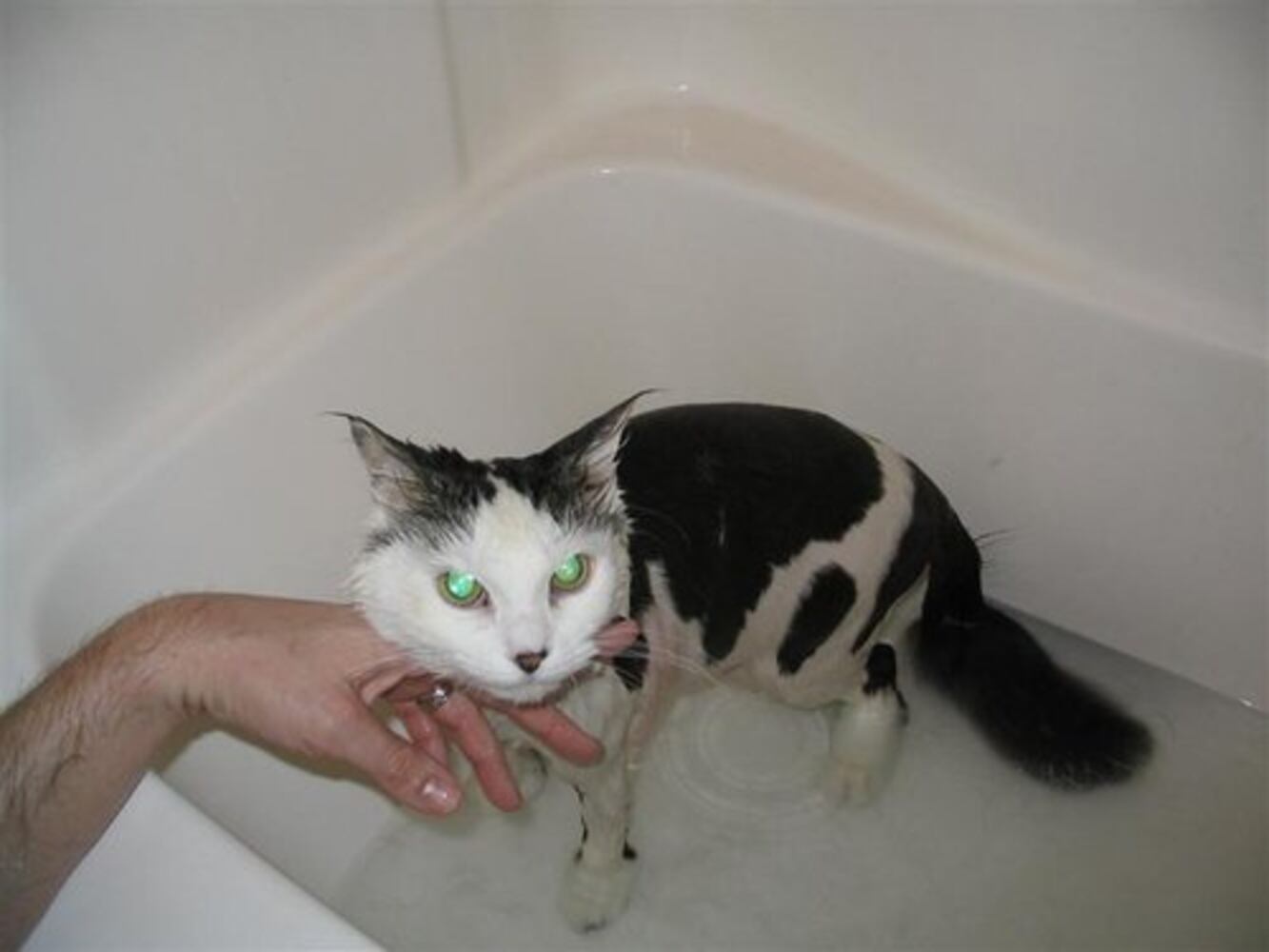Cats Rule: Atlanta's Pampered Felines