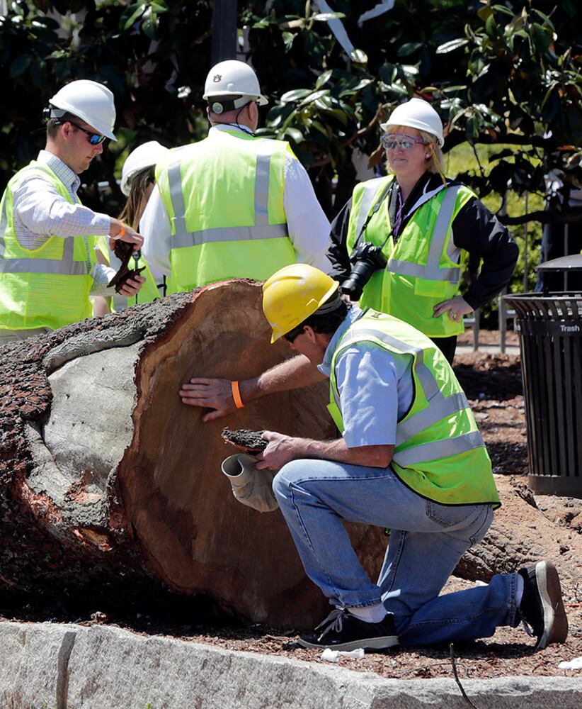 Poisoned trees big part of Auburn tradition