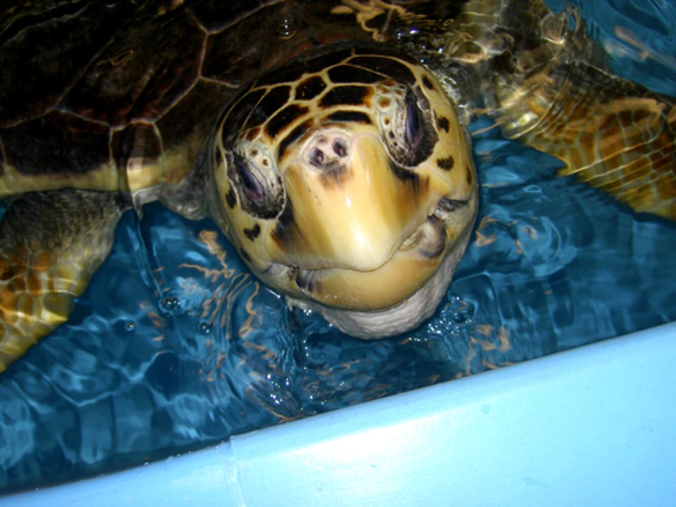 Jekyll Island - where sea turtles go for rehab