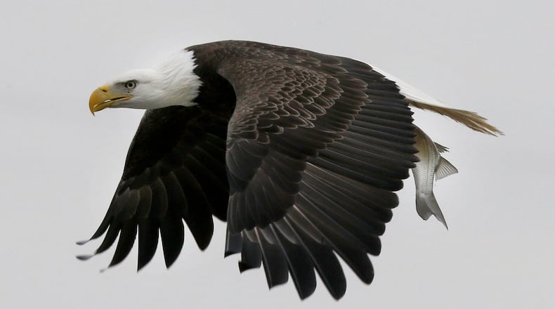 Charges were filed after a dead bald eagle was found in Bulloch County. (Gerry Broome / Associated Press)