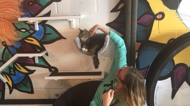 A customer gives a cat some love at Java Cats Cafe in Grant Park. / Photo by Yvonne Zusel