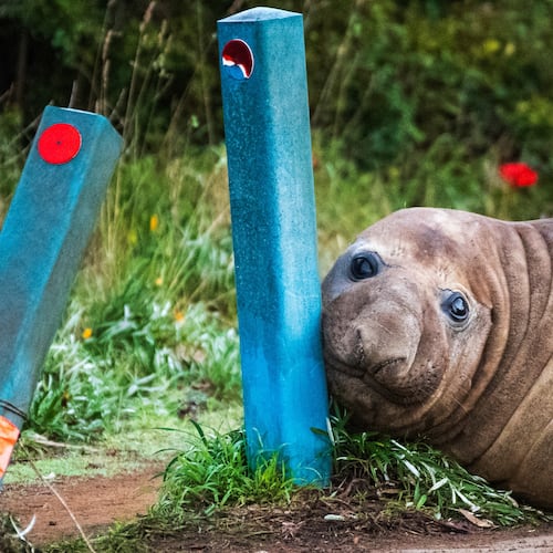 In this photo provided by Sam Volker Photography, Neil the Seal, a 1,000 kg (2,200 pound) elephant seal, nuzzles up to bollards he has damaged in Tasmania, Australia, June 27, 2026. (Sam Volker Photography via AP)