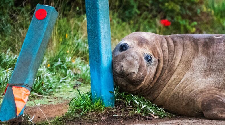 In this photo provided by Sam Volker Photography, Neil the Seal, a 1,000 kg (2,200 pound) elephant seal, nuzzles up to bollards he has damaged in Tasmania, Australia, June 27, 2026. (Sam Volker Photography via AP)