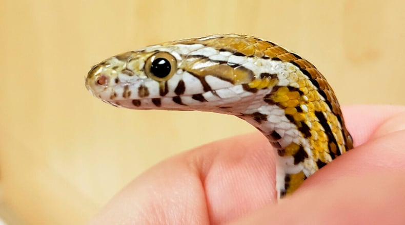 In this May 8, 2019, photo provided by Chicago Exotics, veterinarian Dr. Melissa Giese of Chicago Exotics Animal Hospital holds a corn snake. The snake was found in Sanela Kamencic's washing machine in Evanston, Ill., after surviving the wash cycle.