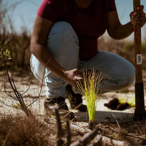 A person squats in a field behind a newly planted pine sapling. The person is holding planting equipment.
