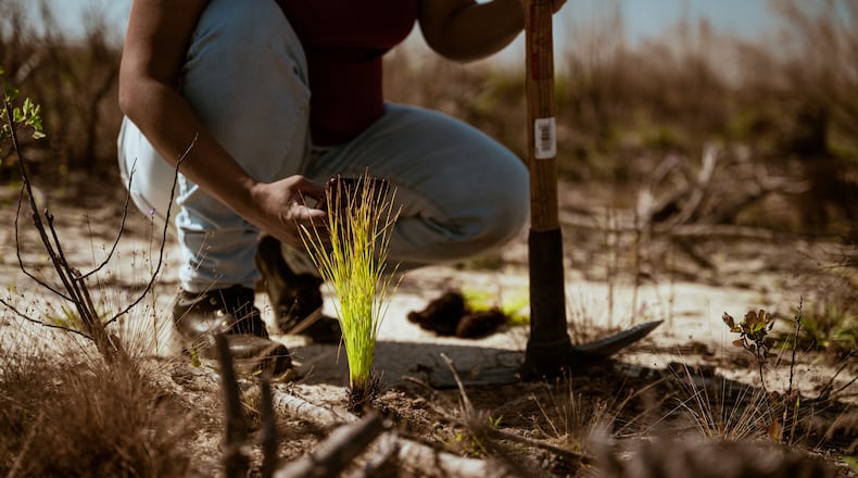 A person squats in a field behind a newly planted pine sapling. The person is holding planting equipment.