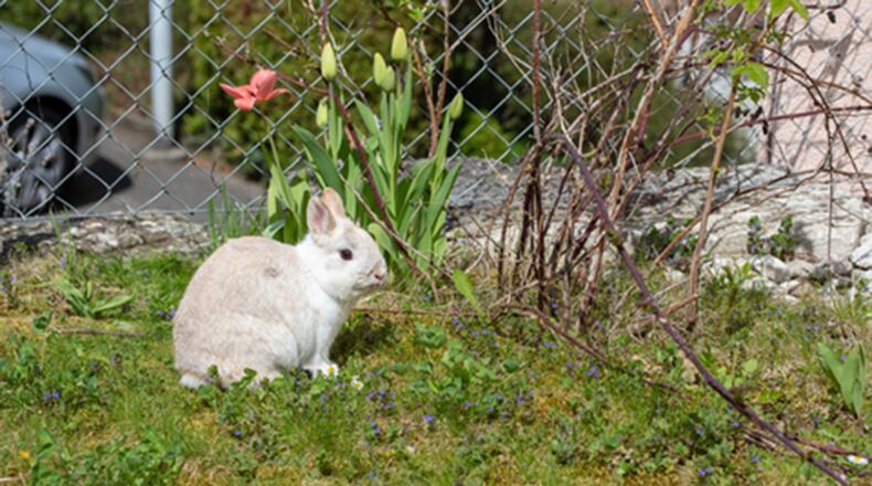 What has been nibbling the rosebuds and leaves? Loss of roses and leaves on the shrub has reader wondering if the varmint responsible is a rabbit. (Dreamstime/TNS)