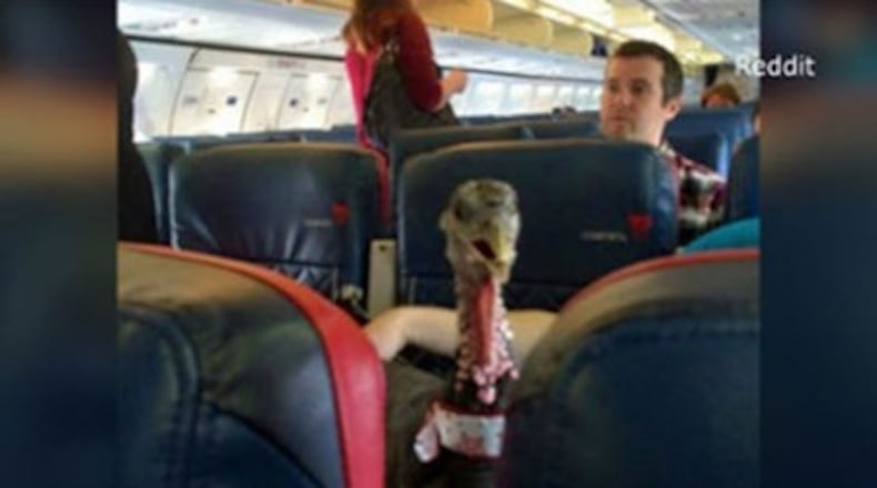 A turkey on a Delta flight was described as an “emotional support animal,” The Telegraph reported in January 2016. The picture was later picked up on Reddit with the bird being called a “therapy pet.” Source: WCTV