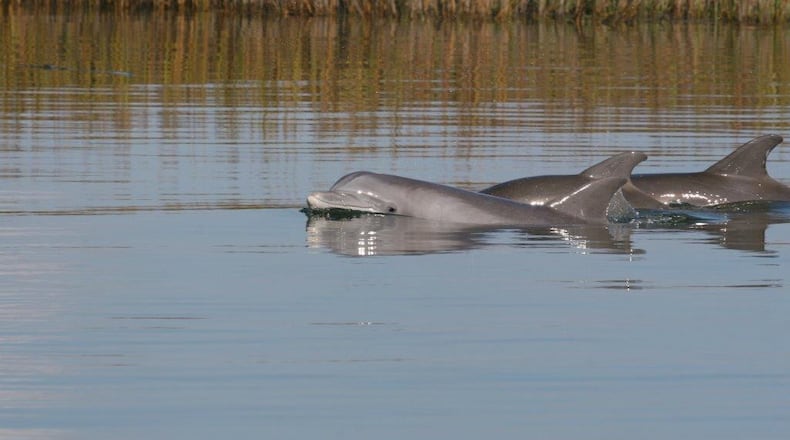 Dolphins in the Turtle River. Photo by James Holland.
