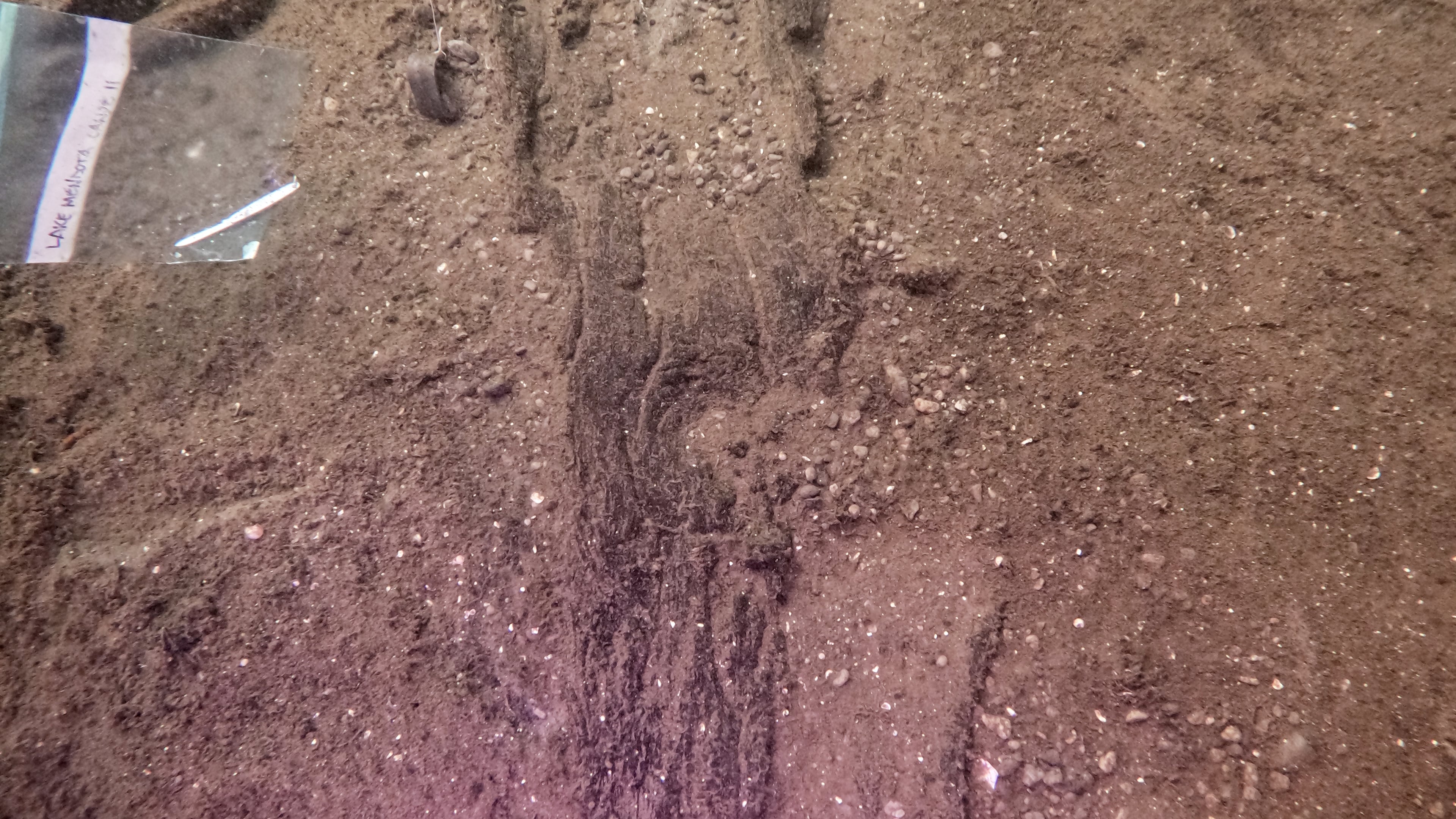 This photo made available by Wisconsin Historical Society Maritime Archeologist Tamara Thomsen, shows the remains of an ancient canoe sitting on the bottom of Lake Mendota, in Madison, Wis., in June 2025. (Tamara Thomsen/Wisconsin Historical Society via AP)