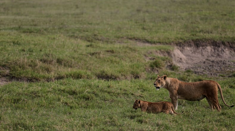 FILE - Lions walk in the Ngorongoro Crater in Ngorongoro Conservation Area, west of Arusha, northern Tanzania, Monday, Jan. 19, 2015. (AP Photo/Mosa'ab Elshamy, File)