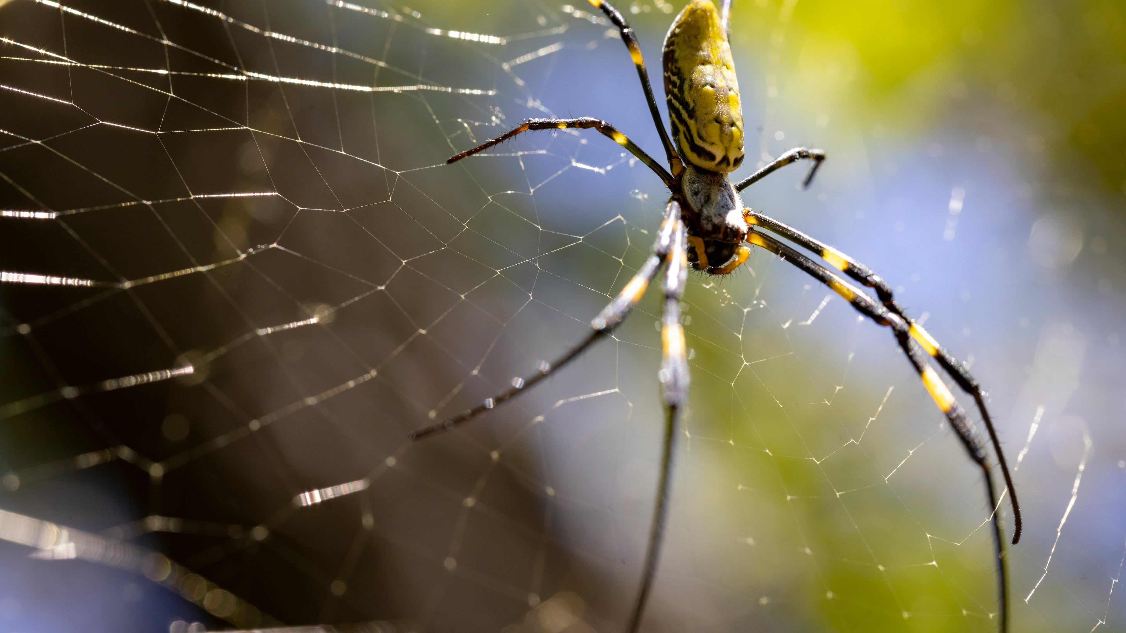 A female Joro spider at a residence in Athens. (UGA’s Odum School of Ecology)