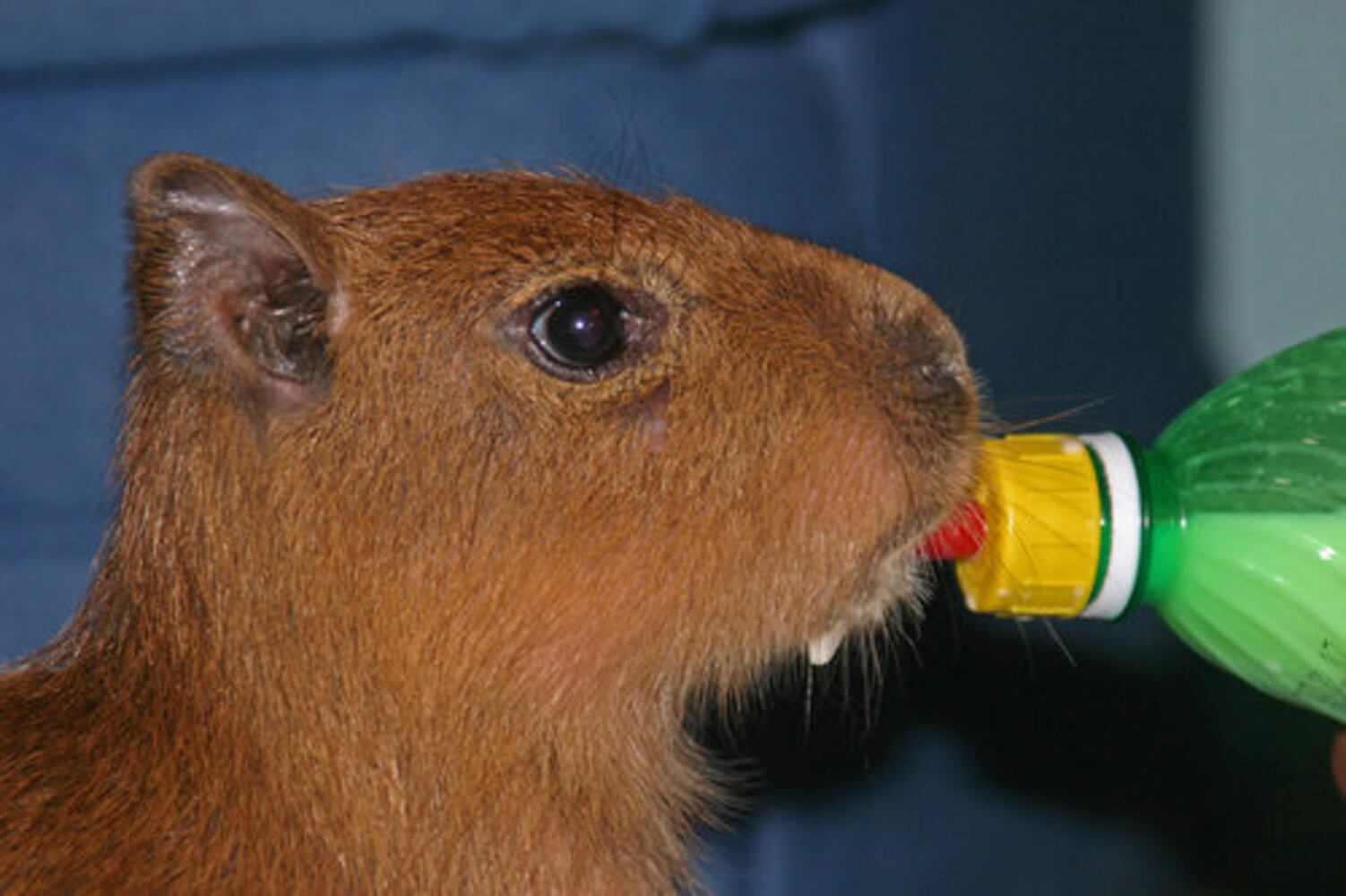 Giant rodent makes unusual pet