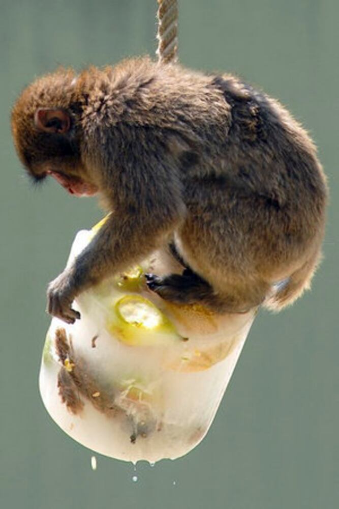 Animals use frozen fruit to cool down in Italy