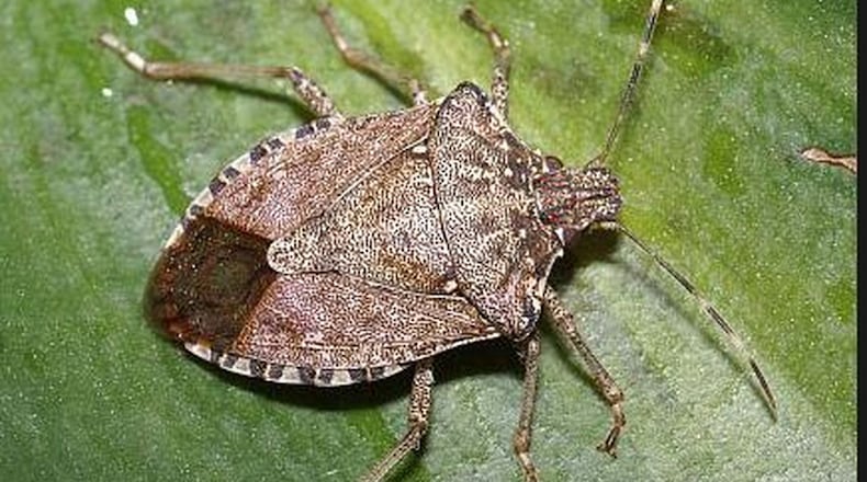 Brown marmorated stinkbugs gather on warm house siding in winter and wander about. Many will be found indoors if you have cracks through which they can crawl.