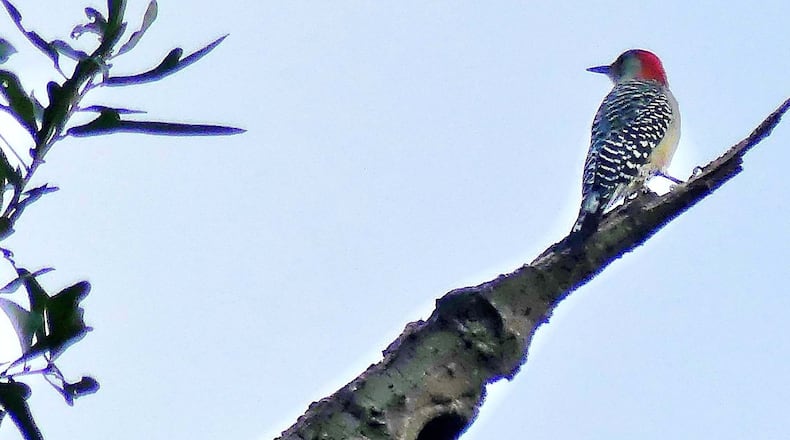 A red-bellied woodpecker perches atop a tree in Friendship Forest Wildlife Sanctuary in Clarkston. A former recreation park, Friendship Forest is being restored to native habitat by the City of Clarkston and conservation and community organizations. PHOTO CREDIT: Charles Seabrook