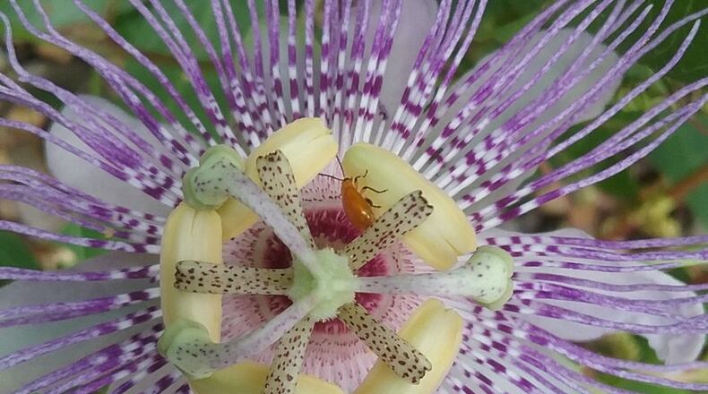 Connie Beckham sent this photo of a passionflower. ‘“Our family has enjoyed this passion flower vine for many years,” she wrote. “Not only is the blossom beautiful, the leaves are a meal for the Fritillary butterfly caterpillar. When the chrysalis opens we then watch the butterflies have a meal on our colorful zennias.” Passionflower (Passiflora incarnata) was used traditionally in the Americas and later in Europe as a calming herb for anxiety, insomnia, seizures, and hysteria. It is still used today to treat anxiety and insomnia. Scientists believe passionflower works by increasing levels of a chemical called gamma aminobutyric acid in the brain. GABA lowers the activity of some brain cells, making you feel more relaxed.