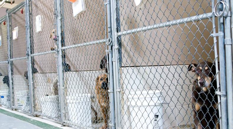 Dogs awaiting adoption in kennels