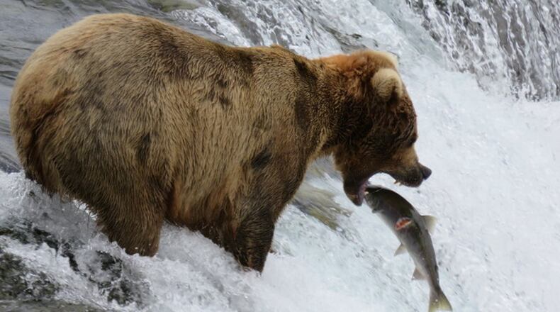 “I took this photo at Brooks Falls in Alaska, July 2015,” wrote Darragh Browning. “We watched bears catching salmon for two hours. This shot is one of my all time favorites! It took some time to get it.”July is the best time to watch bears fishing at Brooks Falls, according to the National Park Service. However, bears are in the area from mid spring until mid fall and a few bears may fish at Brooks Falls in September and October. Katmai’s brown bears are most active during daylight hours. From late June until late July, watch for sockeye (red) salmon jumping the falls and dominant male bears competing for fishing spots. Later in the summer and fall, a few bears may also fish at Brooks Falls. As many as 25 bears have been seen fishing at Brooks Falls at the same time.