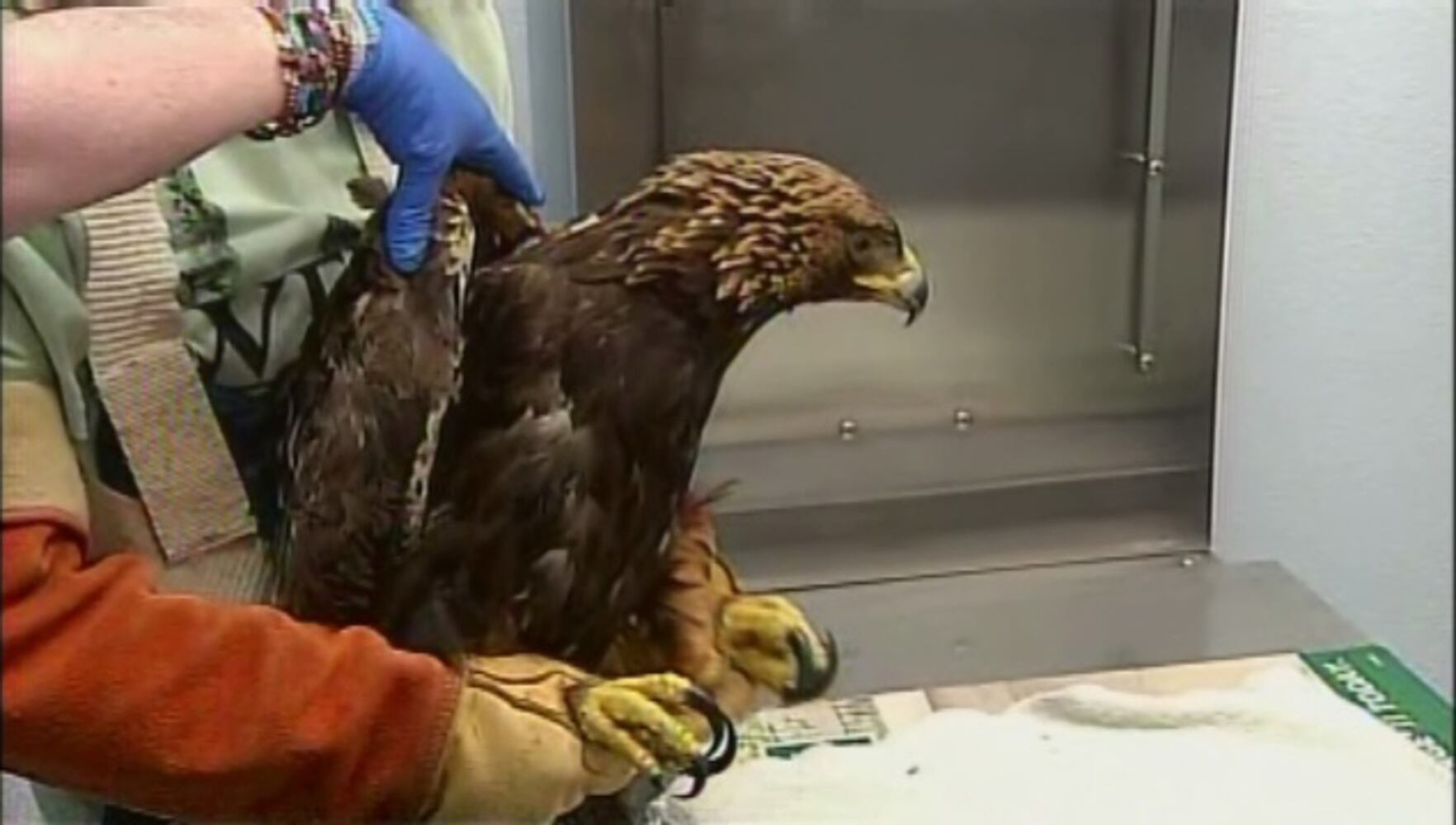 Rescued Golden Eagle