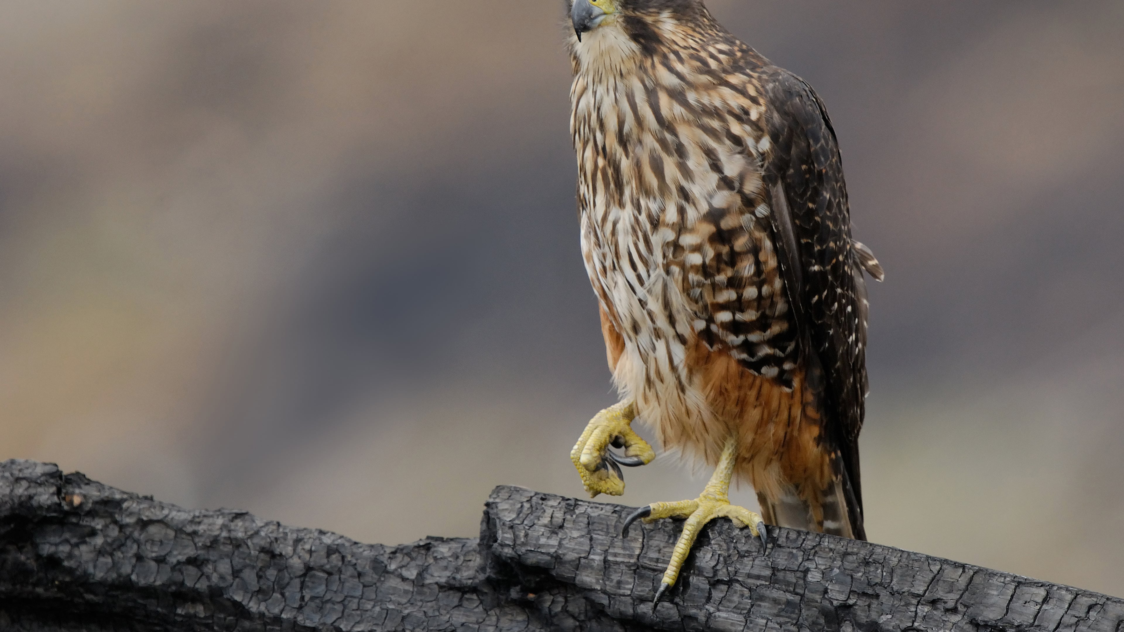 A karearea or New Zealand falcon is pictured in Fiordland National Park in New Zealand, on Jan. 4, 2011. (Craig McKenzie via AP)