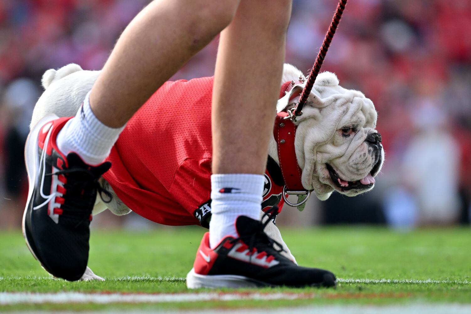 Georgia-Tennessee game