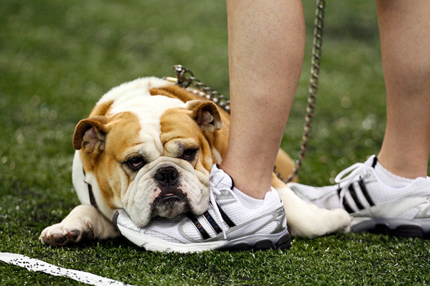 Bully, Mississippi State