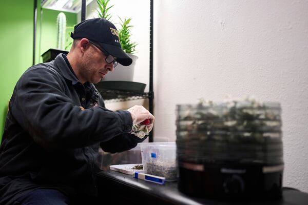 Matt Metzger, a Marine Corps combat veteran, harvests and places Psilocybe cubensis mushrooms into a dehydrator to prepare for microdosing Wednesday, March 26, 2025, in Olympia, Wash. (AP Photo/Lindsey Wasson)