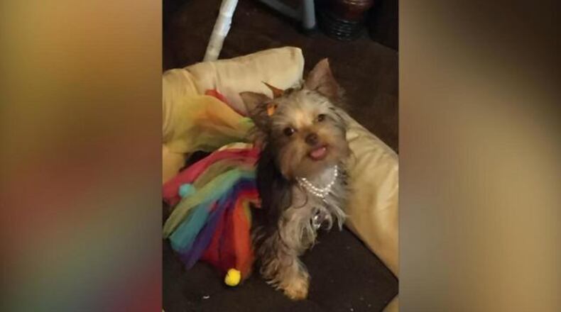 A man was carjacked Saturday in downtown Atlanta, with his pet dog in the vehicle, police said. (Credit:Channel 2 Action News)