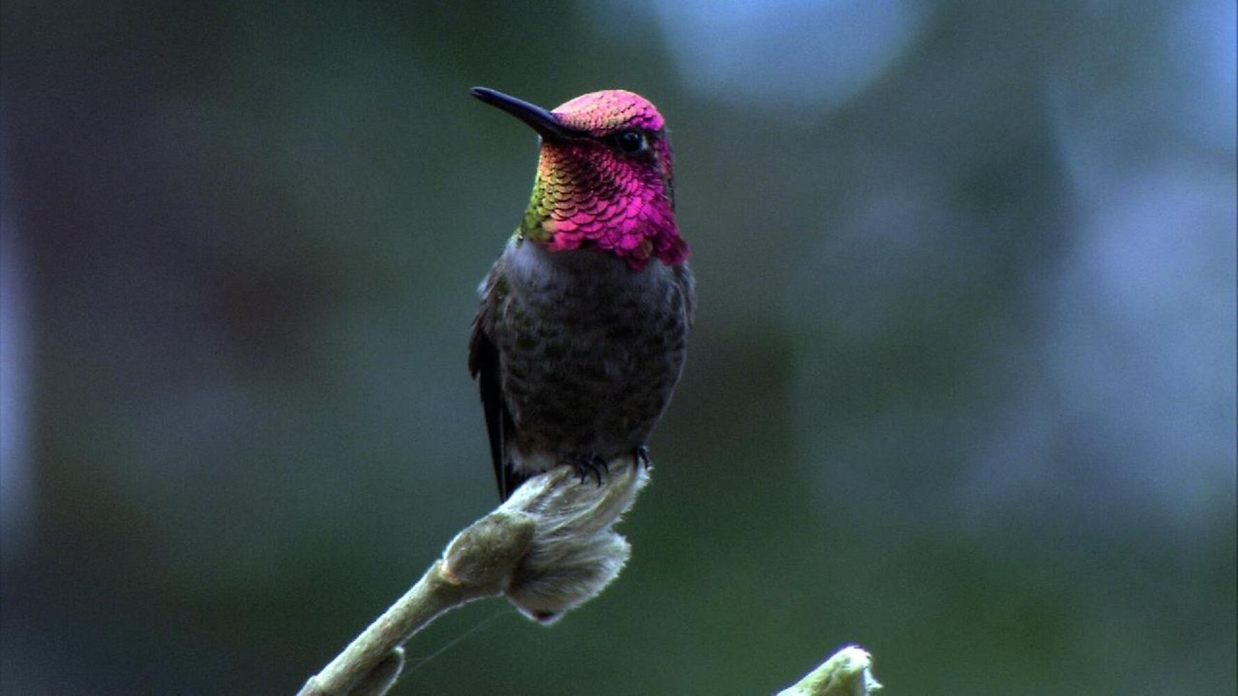 Anna's Hummingbird-2sized