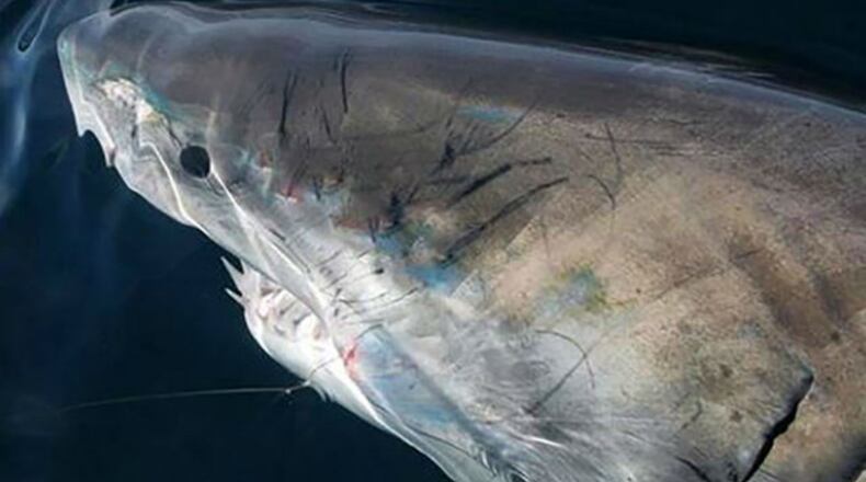 A South Carolina fisherman caught seven great white sharks in a single day. (Photo courtesy Outcast Sport Fishing)