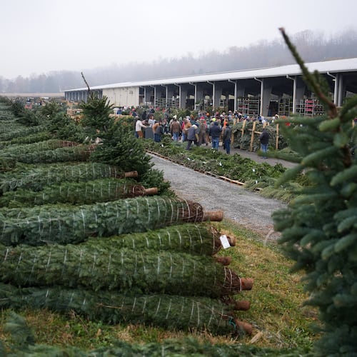 Buyers bid for holiday decorations at Buffalo Valley Produce Auction, Thursday, Nov. 20, 2025, in Mifflinburg, Pa. (AP Photo/Matt Slocum)