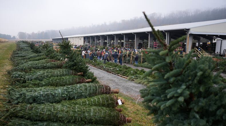 Buyers bid for holiday decorations at Buffalo Valley Produce Auction, Thursday, Nov. 20, 2025, in Mifflinburg, Pa. (AP Photo/Matt Slocum)
