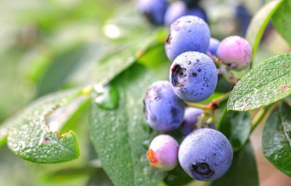 Georgia is a top producer of cultivated blueberries. Though blueberries are mostly grown in southeast Georgia, these are at the home of Doug and Deb Wilson in Medlock Park in north Decatur. CONTRIBUTED BY CHRIS HUNT PHOTOGRAPHY