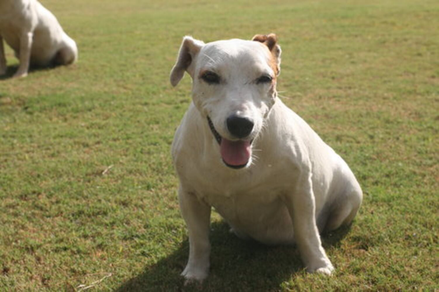 T.G.I.F.: Atlanta's Smiling Pets 54