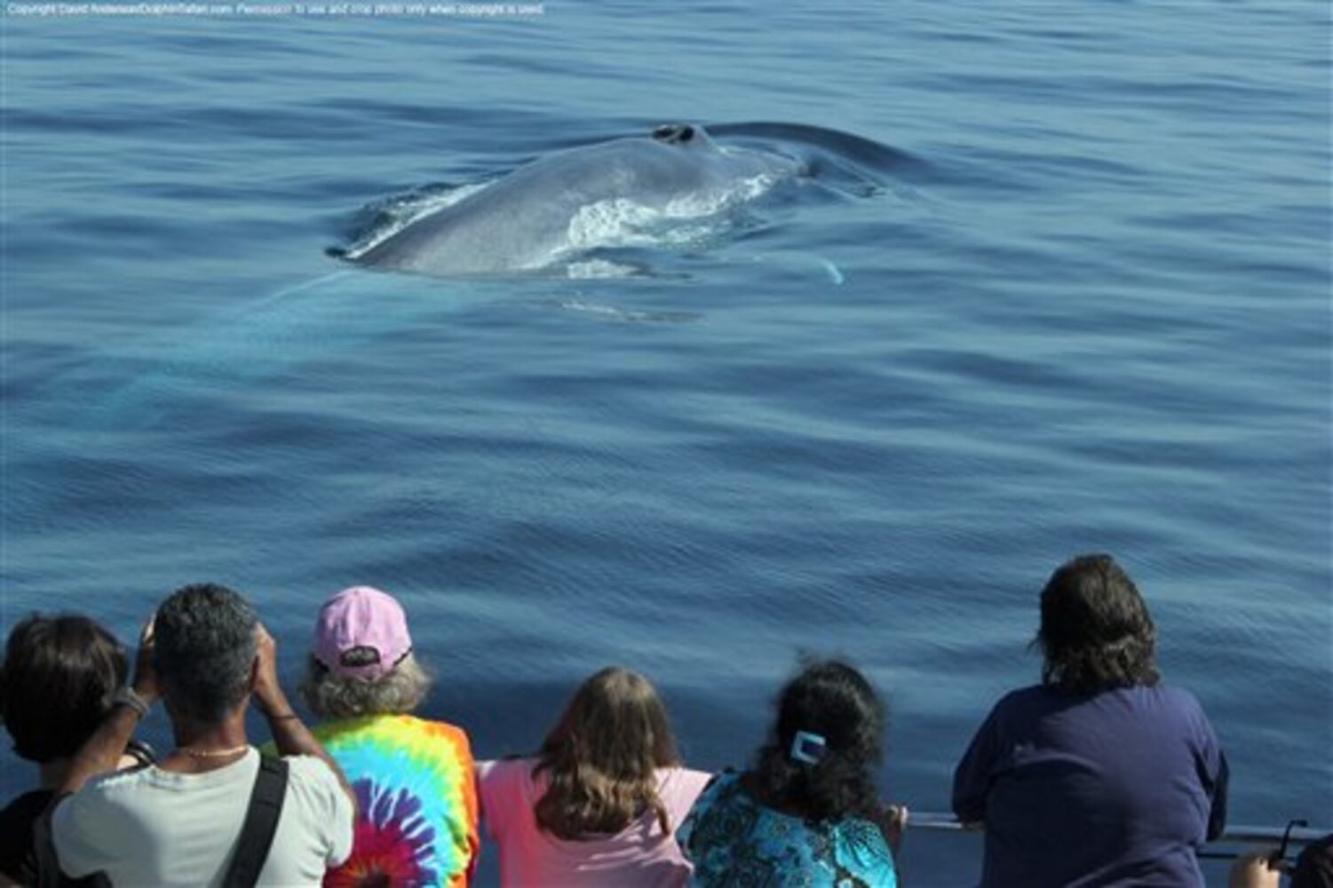 Whale watchers strike gold off Calif. coast