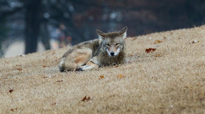 A wild coyote walks on a hill as people run through Piedmont Park on Dec. 27, 2016. (Photo by BRANDEN CAMP)