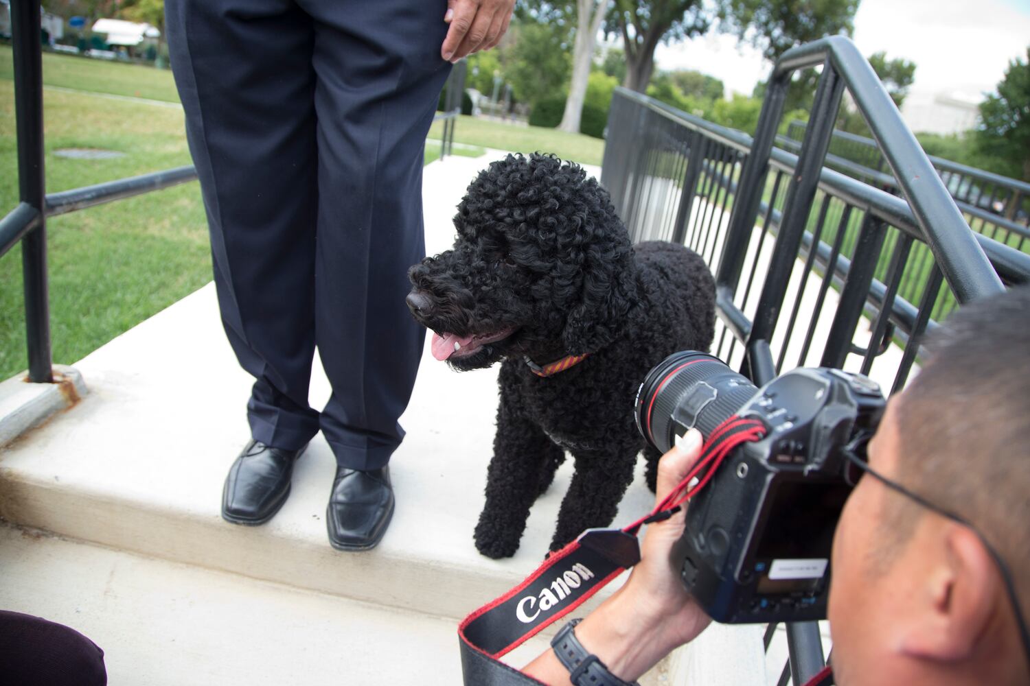 Portuguese Water Dog poses for photographers