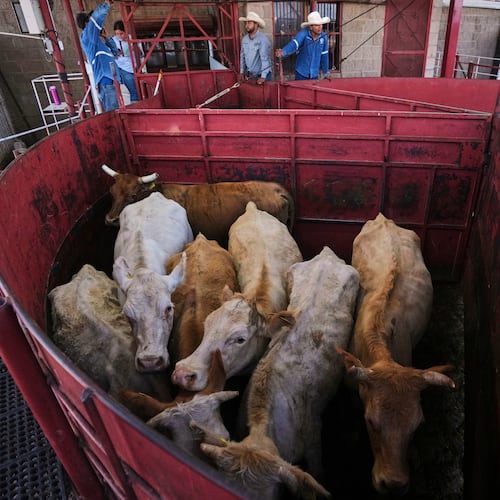 FILE - Cows are fenced in before being displayed at a cattle auction in Hermosillo, Sonora state, Mexico, on July 29, 2025. (AP Photo/Fernando Llano, File)