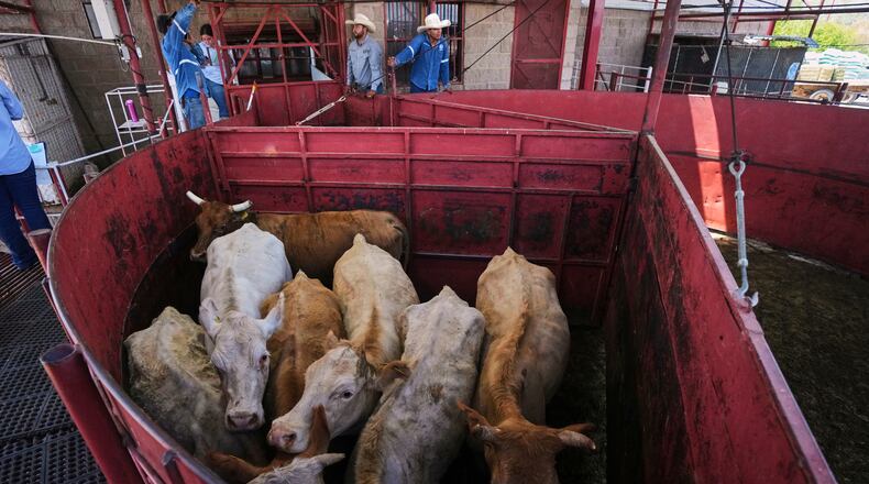 FILE - Cows are fenced in before being displayed at a cattle auction in Hermosillo, Sonora state, Mexico, on July 29, 2025. (AP Photo/Fernando Llano, File)