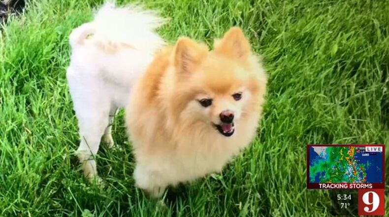 Police say a woman is seen on video stealing a Vietnam veteran's service dog.