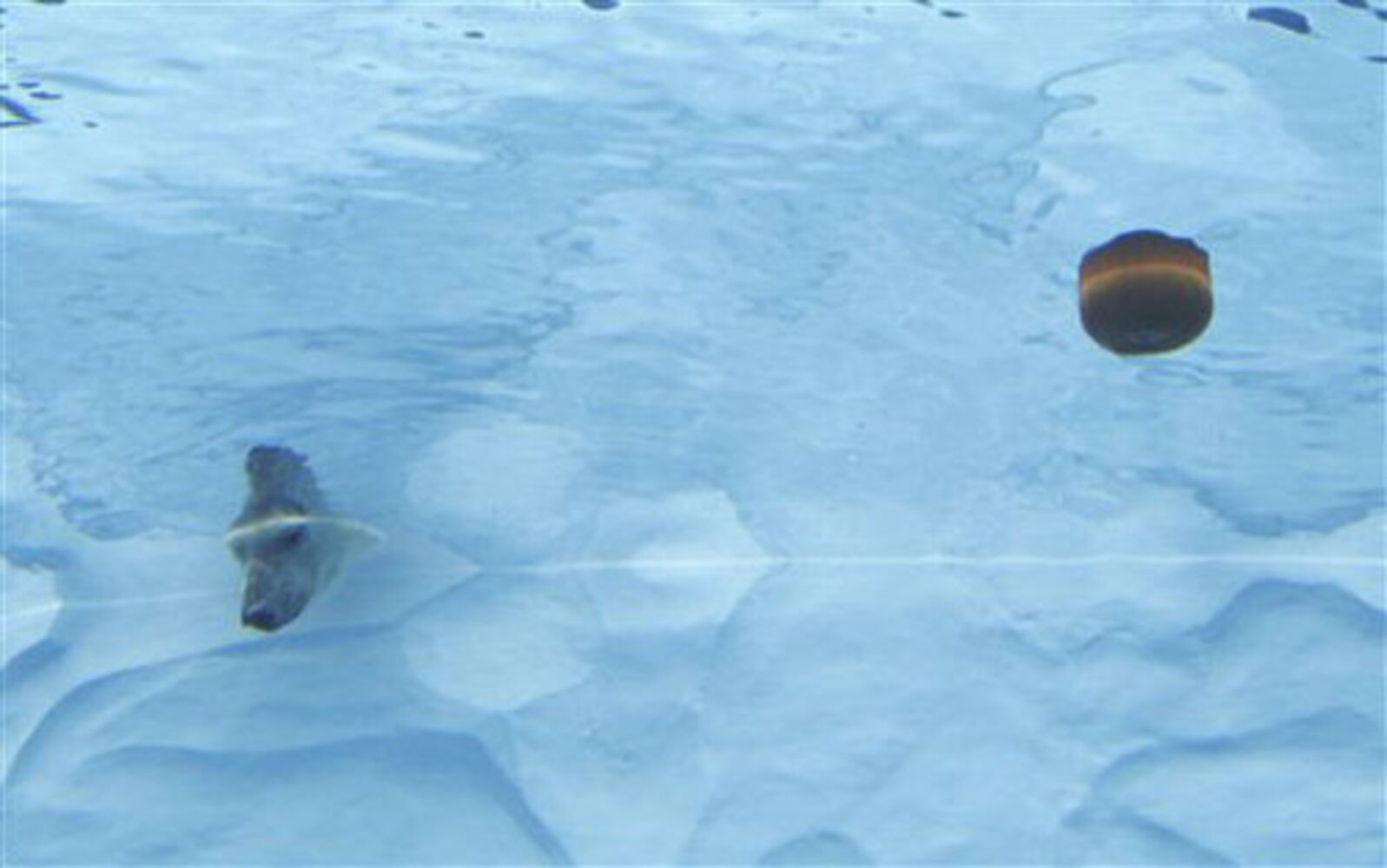 Animals have fun with pumpkins