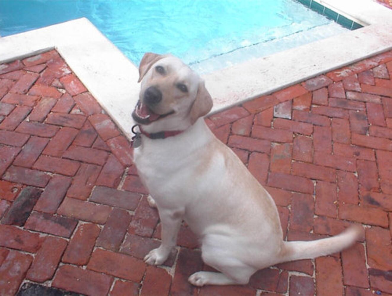 T.G.I.F.: Atlanta's Smiling Pets