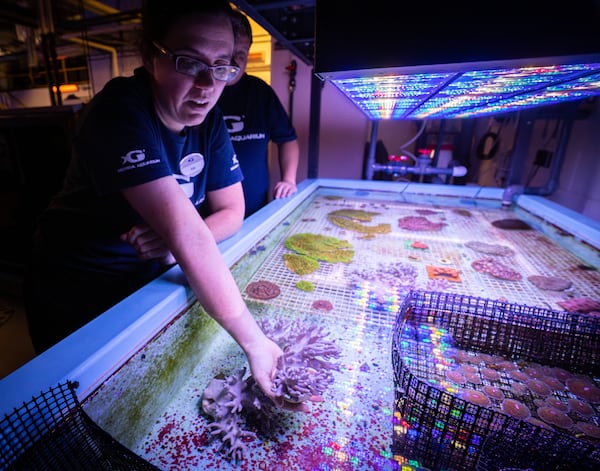 Staff at Georgia Aquarium handle tropical coral that was confiscated by law enforcement at a U.S. port of entry. Georgia Aquarium has a 24/7 phone line to receive confiscated coral in need of emergency care.