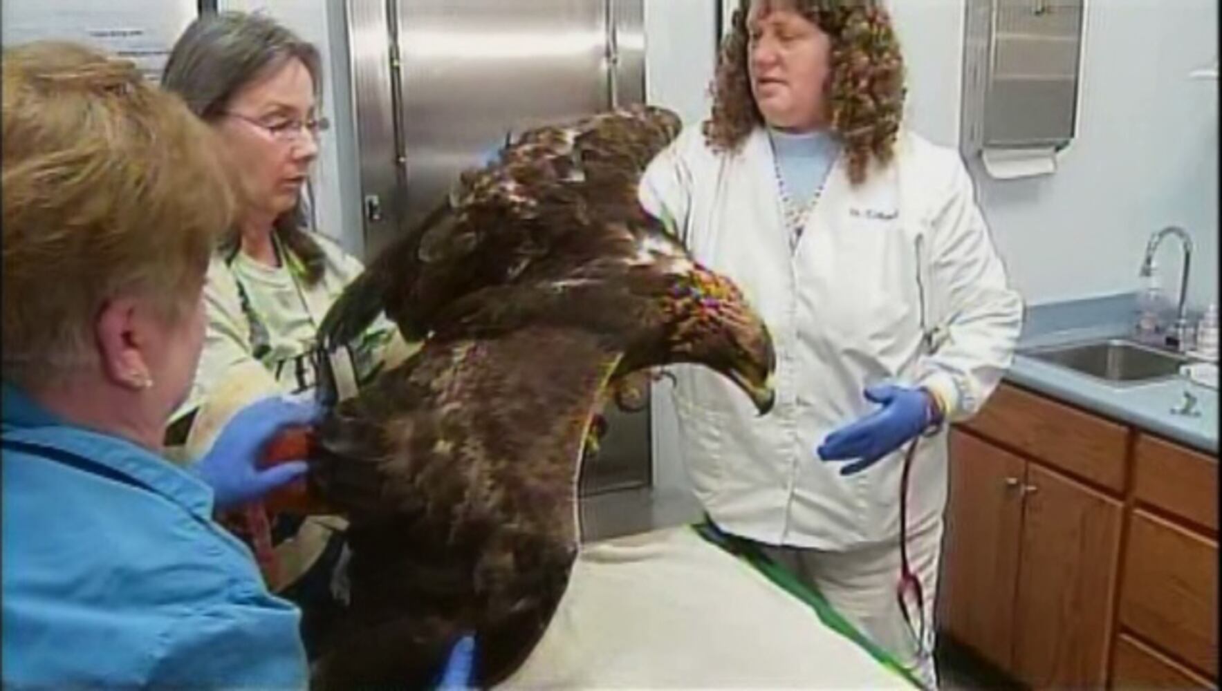 Rescued Golden Eagle