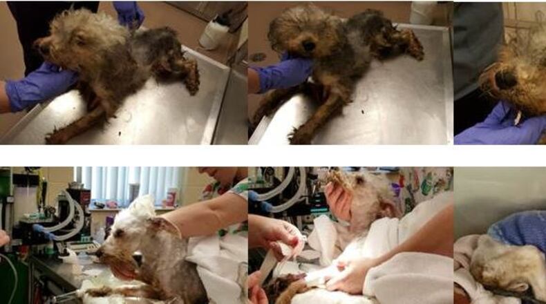 Adam before and after treatment. Adam before and after initial treatments.