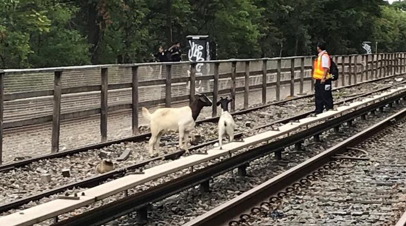 Two goats were roaming free on a track train in Brooklyn on Monday morning.