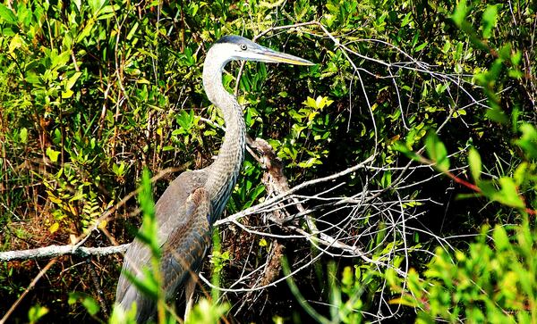 A variety of birds, like this great blue heron in the Okefenokee Swamp, can be seen in the 17 sites along Georgia's Colonial Coast Birding Trail. The Okefenokee is one of the sites. (Charles Seabrook for the AJC)